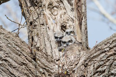 Büyük Boynuzlu Baykuş