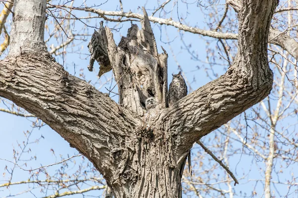 Great Horned Owl — Stockfoto