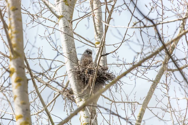 Great horned owl — Zdjęcie stockowe