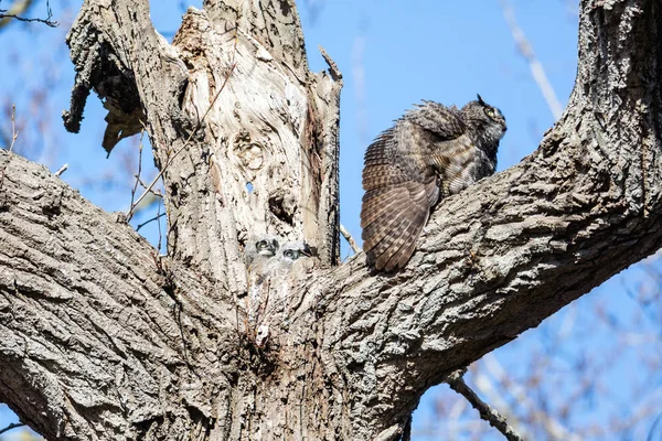 Great Horned Owl — Stockfoto