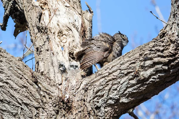 Great Horned Owl — Stockfoto