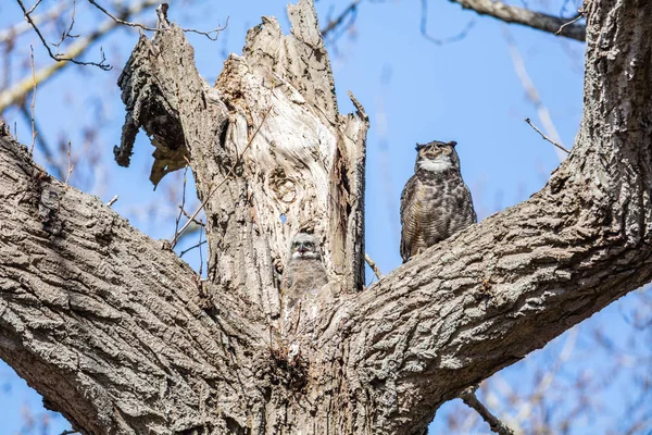 Great horned owl — Stock Photo, Image