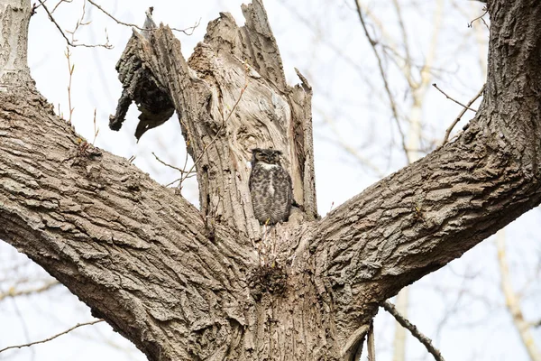 Great Horned Owl — Stockfoto