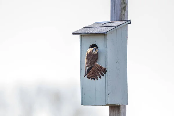 Amerikanischer Turmfalke — Stockfoto