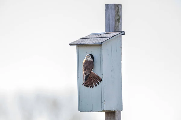 Amerikaanse torenvalk vogel — Stockfoto