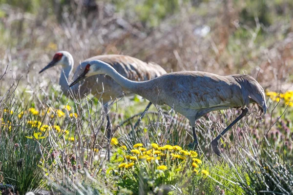 Pájaro grúa arenisca — Foto de Stock