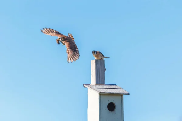 Amerikaanse torenvalk vogel — Stockfoto