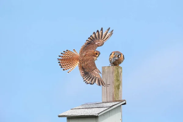 Amerikansk tornfalk fågel — Stockfoto