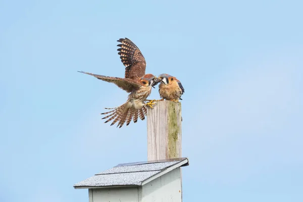 Amerikanischer Turmfalke — Stockfoto