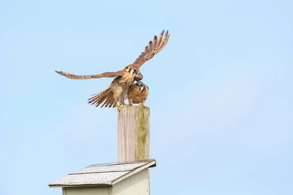 Amerikaanse torenvalk vogel — Stockfoto