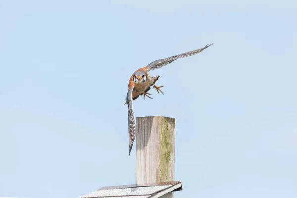 Ave americana kestrel — Fotografia de Stock