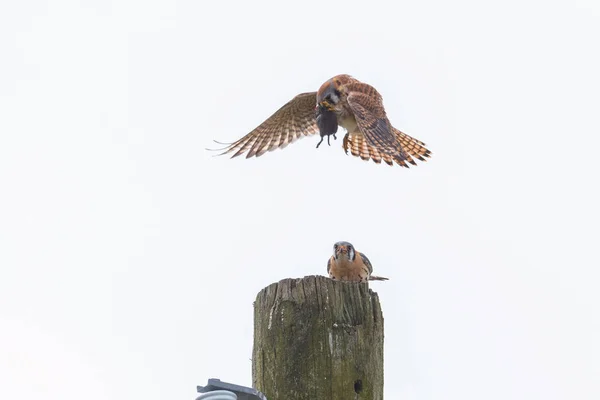 Amerikaanse torenvalk vogel — Stockfoto