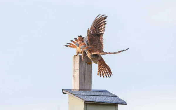 Amerikanischer Turmfalke — Stockfoto