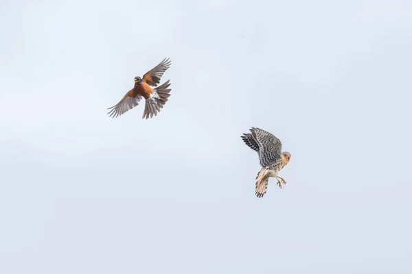 Kestrel e robin americanos Imagens De Bancos De Imagens