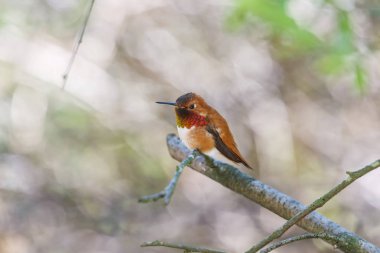 Erkek Kızıl sinekkuşu