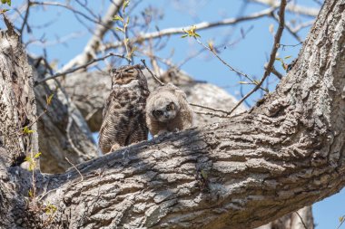 Büyük Boynuzlu Baykuş