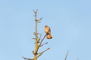 amerikan kerkenez kuşu