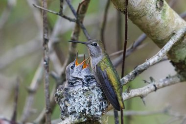 annas hummingbird feeding chick clipart