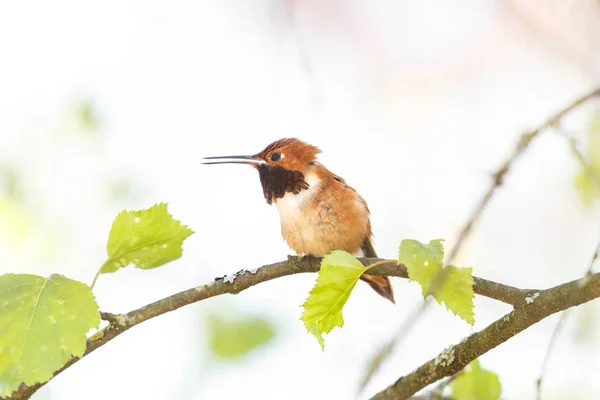 Αρσενικό Καστανοκοκκινωπός Hummingbird — Φωτογραφία Αρχείου