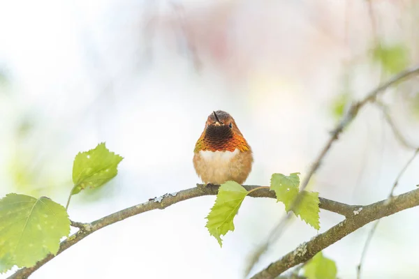 Mannelijke rode Hummingbird — Stockfoto
