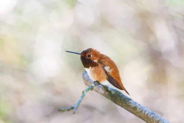 Male rufous hummingbird — Stock Photo, Image