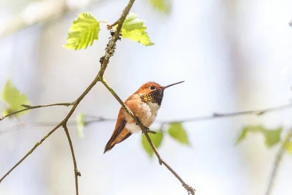 Αρσενικό Καστανοκοκκινωπός Hummingbird — Φωτογραφία Αρχείου