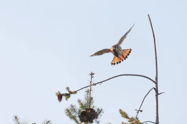 Amerikansk tornfalk fågel — Stockfoto