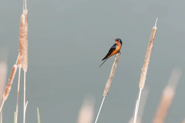 Male barn swallow — Stock Photo, Image