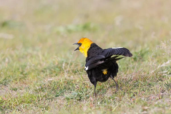 Gele hoofd blackbird — Stockfoto