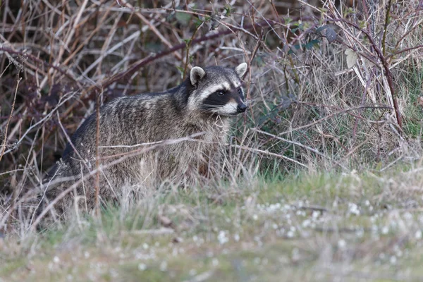 Waschbär aus nächster Nähe — Stockfoto