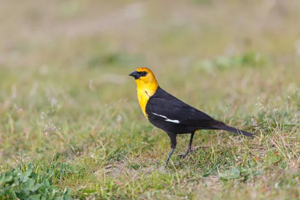 Gele hoofd blackbird — Stockfoto
