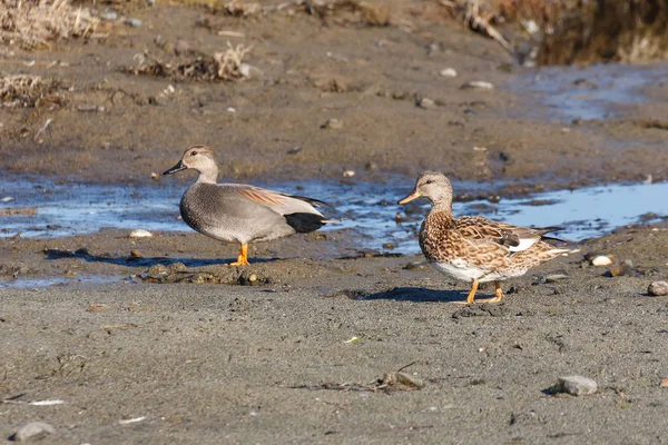 Pássaro de pato gadwall — Fotografia de Stock