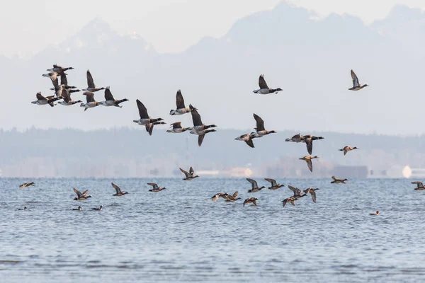 Uçan kepekli ördekler — Stok fotoğraf