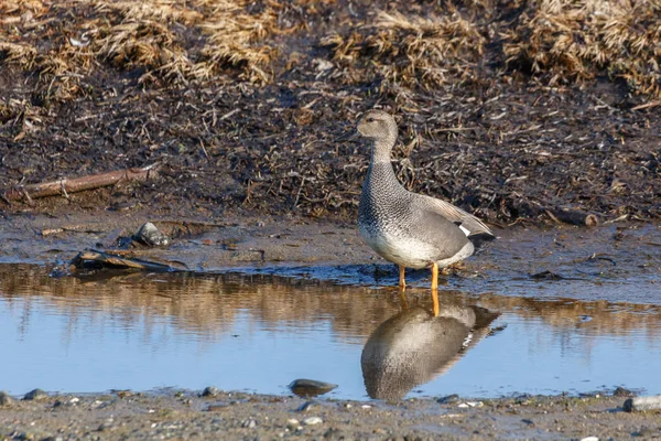 Gadwall ördek kuş — Stok fotoğraf