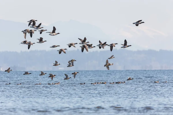 Flygande brant ankor — Stockfoto