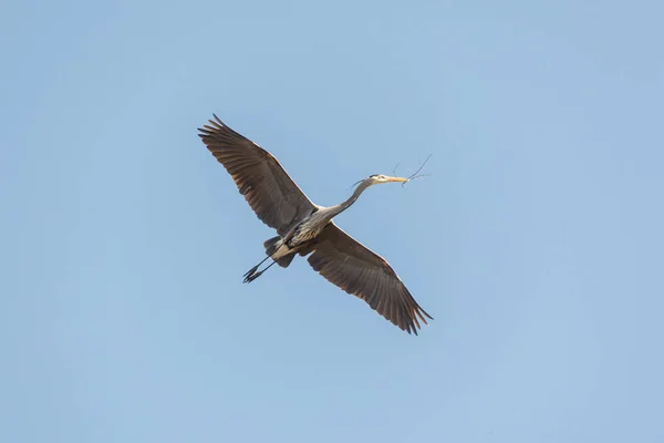 Grand Héron Bleu — Photo