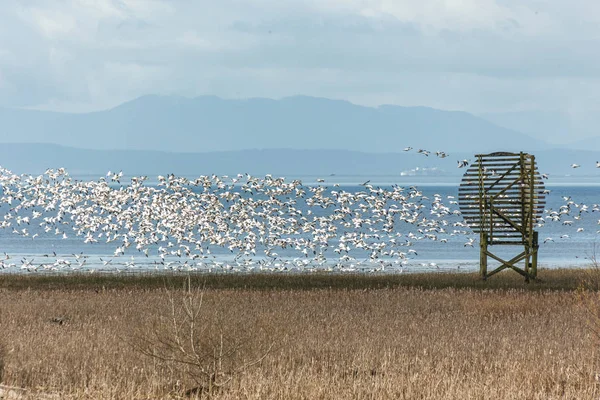 Letící husy sníh — Stock fotografie