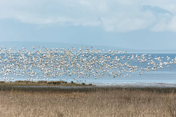 Flygande snö gäss — Stockfoto