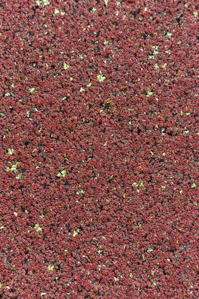 Duckweed vermelho na água — Fotografia de Stock