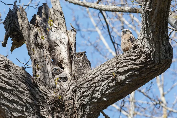大角鸮 — 图库照片