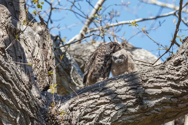 Gran búho de cuernos — Foto de Stock