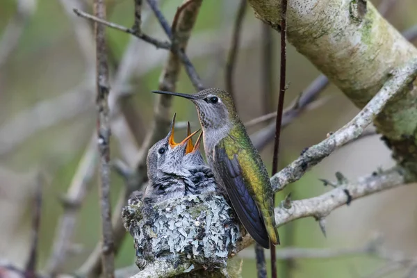 Annas Kolibri füttert Küken — Stockfoto