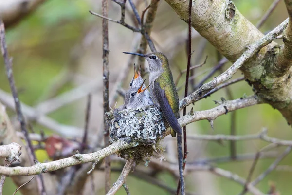 Annas Hummingbird utfodring chick — Stockfoto