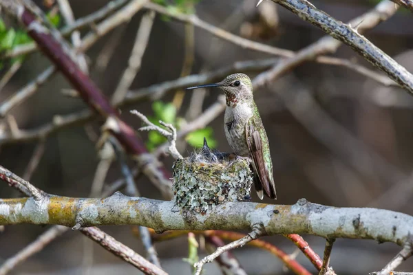 Annas Hummingbird utfodring chick — Stockfoto