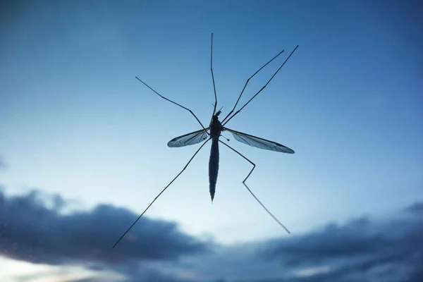 Large Crane Flies — Stock Photo, Image