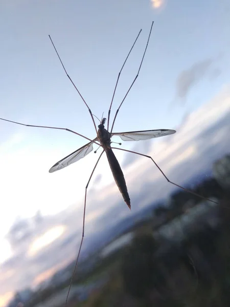 Großer Kranich fliegt — Stockfoto