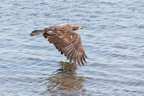 Flying young bald eagle Royalty Free Stock Images