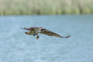  Osprey kuş uçan 