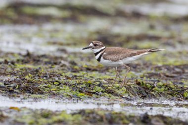 Killdeer yağmur kuşu