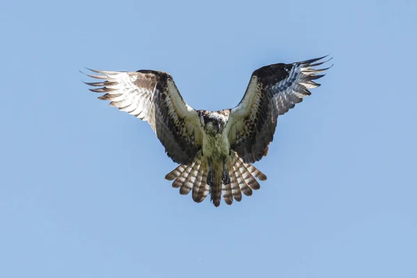 Ave águila pescadora — Foto de Stock